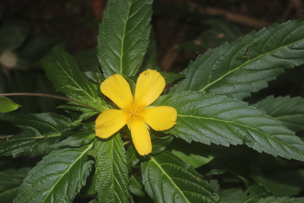 Turnera ulmifolia L.